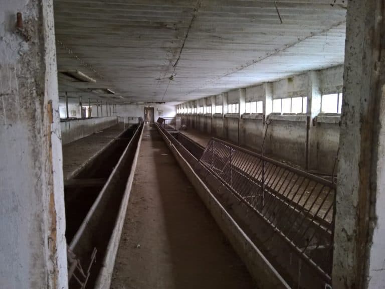 Tuczarnia trzody chlewnej, Mileszewy, województwo kujawsko-pomorskie - relacja z 01.2019, zdjęcie 2