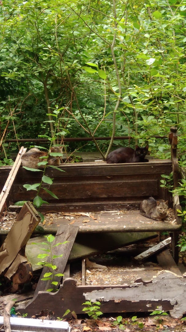 Opuszczony szpital w Raciborzu, Racibórz, województwo śląskie - relacja z 07.2019, zdjęcie 5