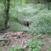 Sztolnia rycerska Dzikowiec Boguszów-Gorce