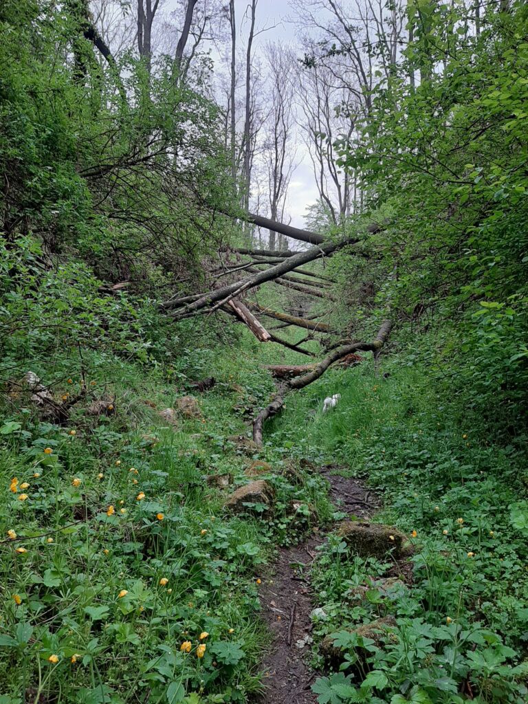 Fort 51 Rajsko, Kraków, województwo małopolskie - relacja z 05.2020, zdjęcie 1
