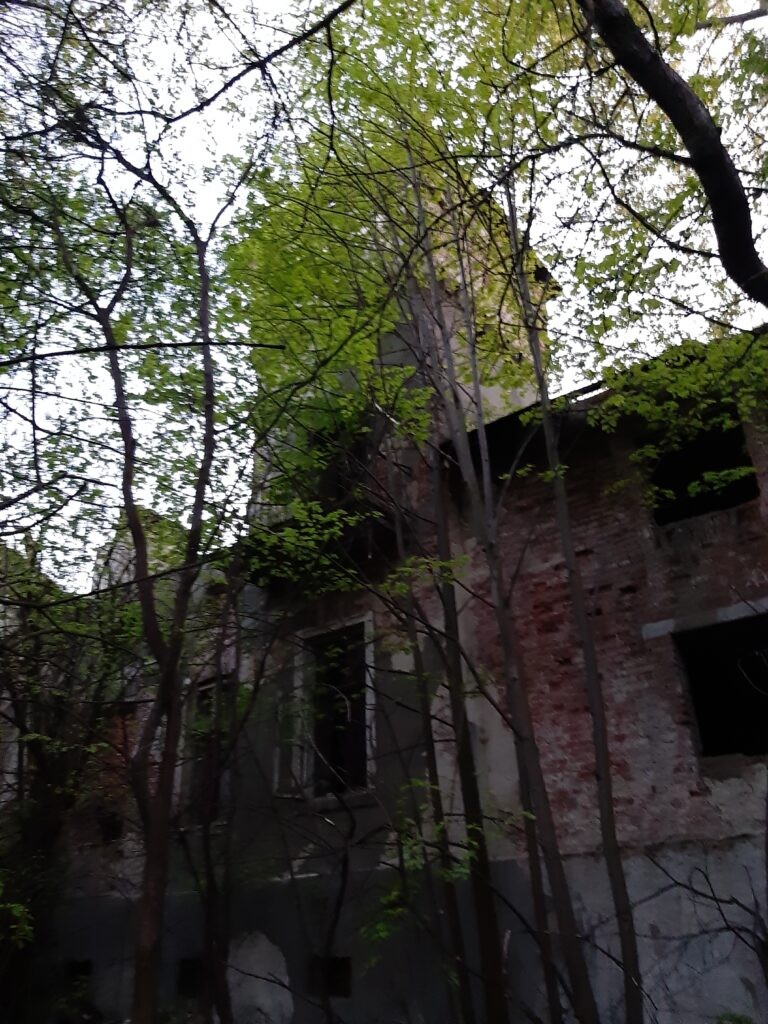 Dwor Czartoryskich, Dąbrowica, województwo podkarpackie - zdjęcie 3