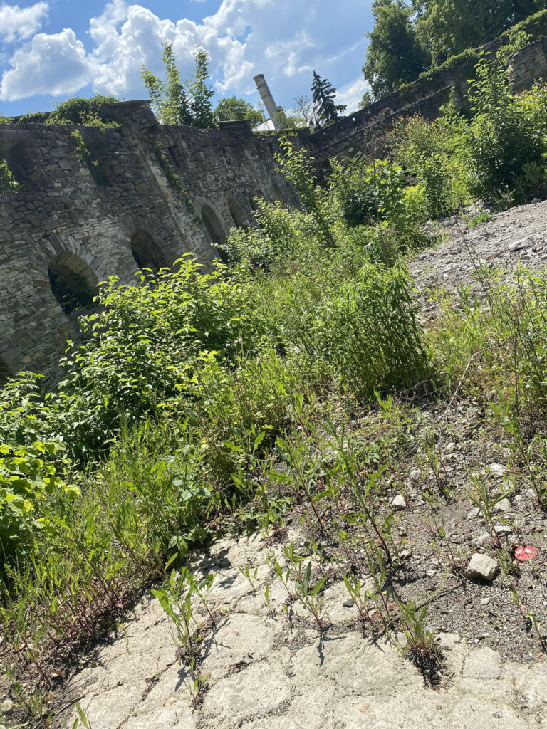 Pałac Schoenbergów, Wąchock, województwo świętokrzyskie - relacja z 06.2021, zdjęcie 16