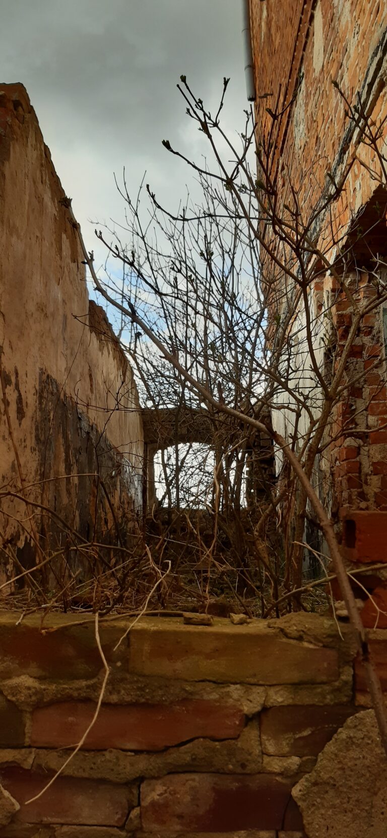 Gorzelnia, Wichorze, województwo kujawsko-pomorskie - zdjęcie 5