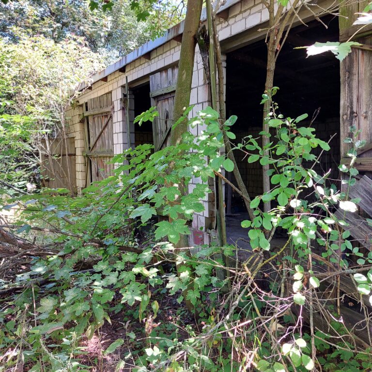 Zarośnięte gospodarstwo rolne, Kosuty, województwo lubelskie - zdjęcie 5