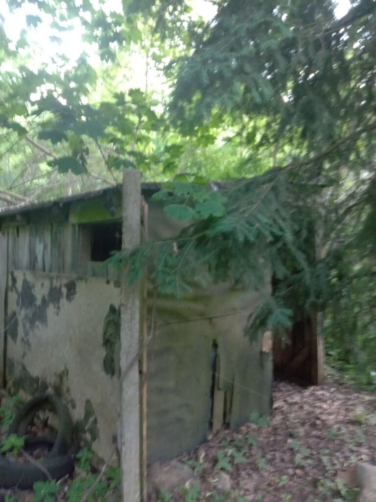 Opuszczone gospodarstwo w lesie, Łódź, województwo łódzkie - zdjęcie 2