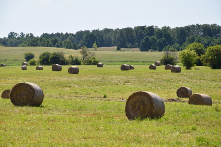 Ruiny pałacu rodziny Von Groeben – Lubajny, Lubajny, województwo warmińsko-mazurskie - zdjęcie 8