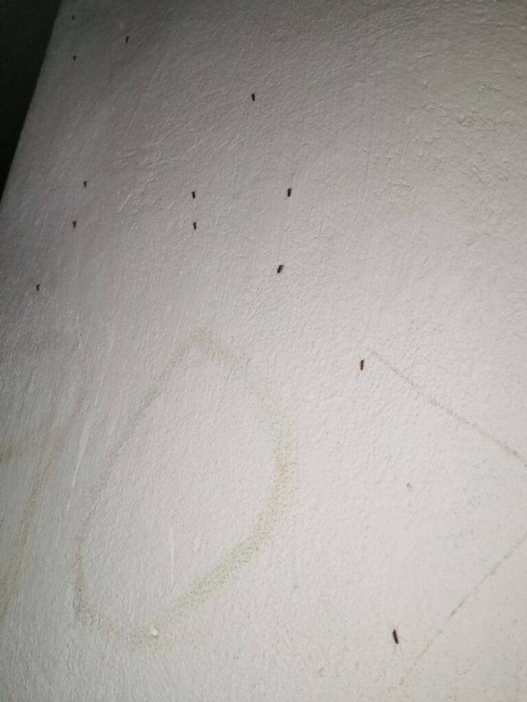 DWÓR W MAŁUSACH WIELKICH Z 2. POŁ. XIX W., Małusy Wielkie, Małusy Wielkie - relacja z 09.2023, zdjęcie 14