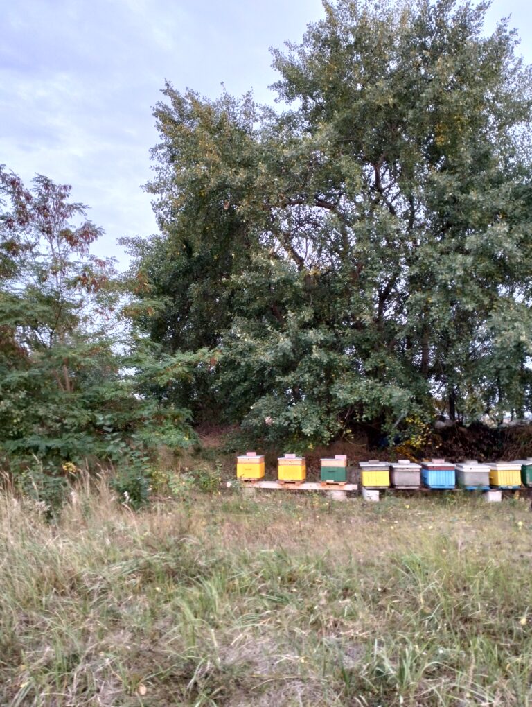 Stara Opuszczona Owczarnia w Woli Skorzęckiej, Wola Skorzęcka, województwo wielkopolskie - relacja z 10.2023, zdjęcie 9
