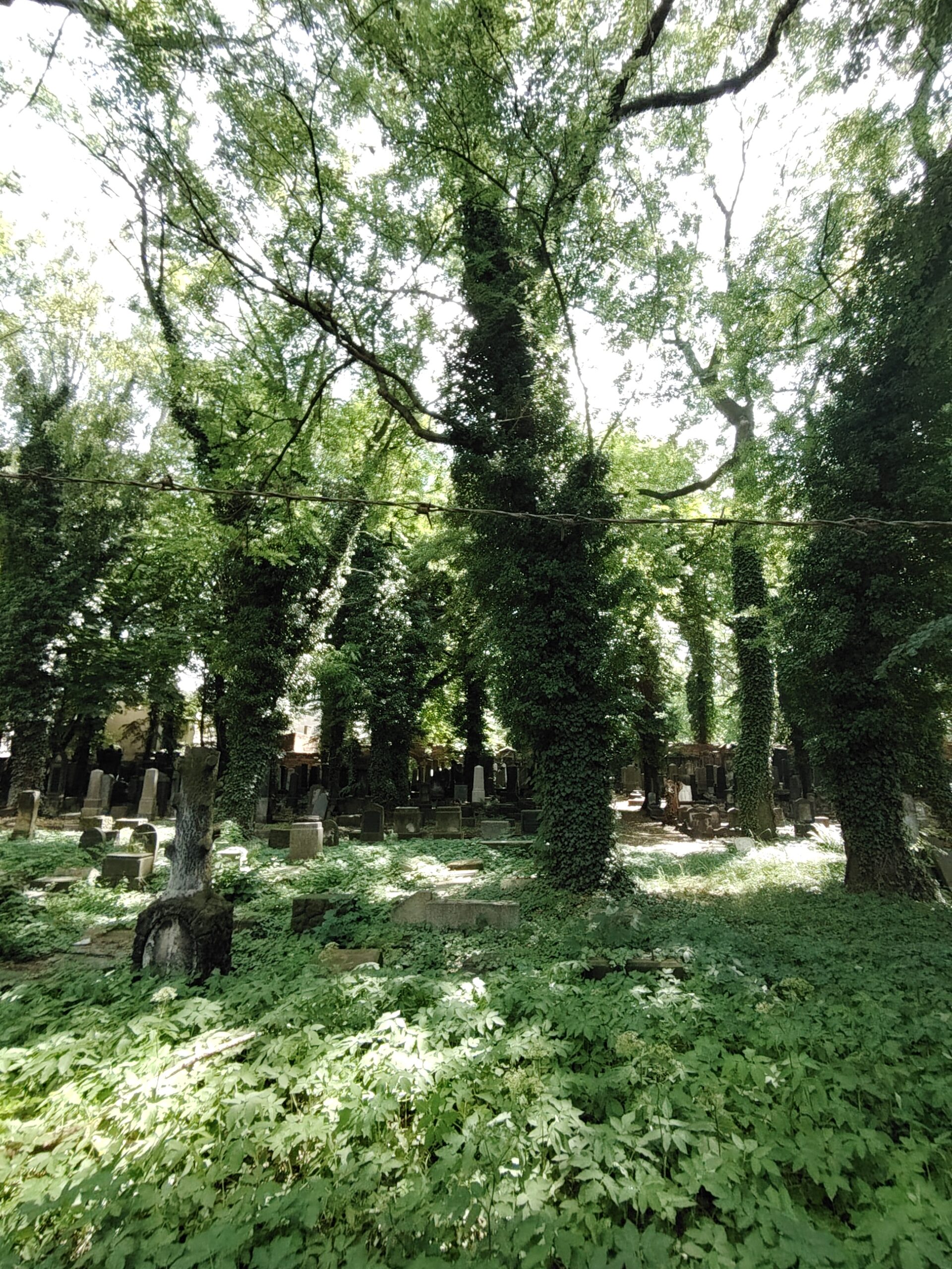 Stary Cmentarz Żydowski, Katowice, województwo śląskie