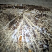 Opuszczone budynki szpitala psychiatrycznego srebrniki Gdańsk